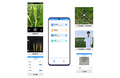 南岸区小麦亩穗数分析仪IN-XM02
